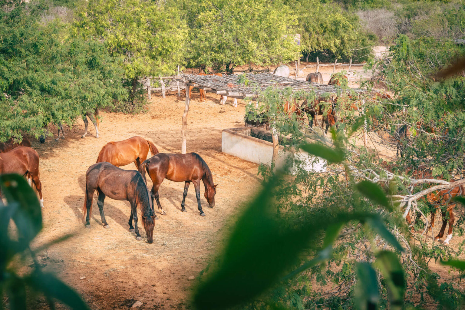 Volunteering in a ranch in Baja - On Vagabonde