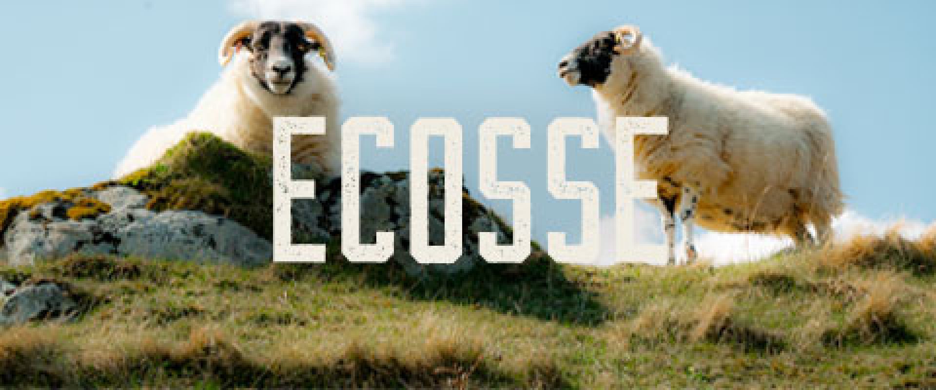 Banners_phone_ecosse